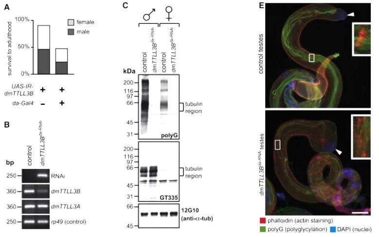Advancements in Protein Methylation Research